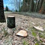 18.11.2021. Kielce. Ulica Biesak. Wycinka drzew / Jarosław Kubalski / Radio Kielce