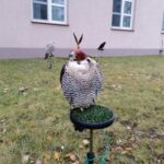 13.11.2021. Pińczów. 47. Międzynarodowe Łowy z Sokołami / Marta Gajda-Kruk / Radio Kielce