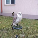 13.11.2021. Pińczów. 47. Międzynarodowe Łowy z Sokołami / Marta Gajda-Kruk / Radio Kielce