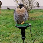 13.11.2021. Pińczów. 47. Międzynarodowe Łowy z Sokołami / Marta Gajda-Kruk / Radio Kielce