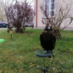 13.11.2021. Pińczów. 47. Międzynarodowe Łowy z Sokołami / Marta Gajda-Kruk / Radio Kielce