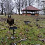 13.11.2021. Pińczów. 47. Międzynarodowe Łowy z Sokołami / Marta Gajda-Kruk / Radio Kielce