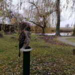 13.11.2021. Pińczów. 47. Międzynarodowe Łowy z Sokołami / Marta Gajda-Kruk / Radio Kielce