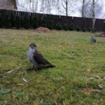 13.11.2021. Pińczów. 47. Międzynarodowe Łowy z Sokołami / Marta Gajda-Kruk / Radio Kielce