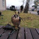 13.11.2021. Pińczów. 47. Międzynarodowe Łowy z Sokołami / Marta Gajda-Kruk / Radio Kielce