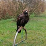 13.11.2021. Pińczów. 47. Międzynarodowe Łowy z Sokołami / Marta Gajda-Kruk / Radio Kielce