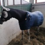 22.11.2021. Stadnina Koni w Michałowie / Marta Gajda-Kruk / Radio Kielce