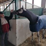 22.11.2021. Stadnina Koni w Michałowie / Marta Gajda-Kruk / Radio Kielce