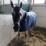 22.11.2021. Stadnina Koni w Michałowie / Marta Gajda-Kruk / Radio Kielce