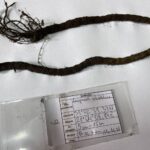 16.11.2021. Starachowice. Elementy samolotu odnalezione przez Artura Polańskiego / Anna Głąb / Radio Kielce