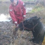 05.11.2021. Kazimierza Wielka. Uratowany koń / KPPSP Kazimierza Wielka