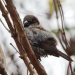 Wróbel / Wiktor Taszłow / Radio Kielce