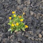 14.11.2021. Kielce. Rodzinny Ogród Działkowy „Malina” / Wiktor Taszłow / Radio Kielce