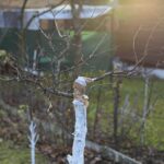 14.11.2021. Kielce. Rodzinny Ogród Działkowy „Malina” / Wiktor Taszłow / Radio Kielce