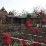 14.11.2021. Kielce. Rodzinny Ogród Działkowy „Malina” / Wiktor Taszłow / Radio Kielce