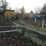 14.11.2021. Kielce. Rodzinny Ogród Działkowy „Malina” / Wiktor Taszłow / Radio Kielce