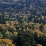 Święta Katarzyna. Puszcza Jodłowa / Robert Felczak / Radio Kielce