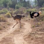 Północna Kenia / Mirosław Lubarski