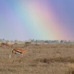 Północna Kenia / Mirosław Lubarski