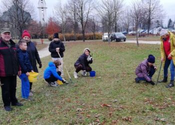 20.11.2021. Busko-Zdrój. Sadzenie krokusów / Stowarzyszenie „Razem Dzieciom”