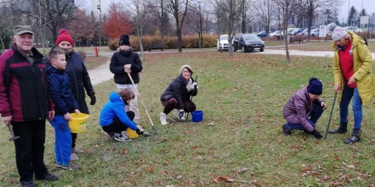 20.11.2021. Busko-Zdrój. Sadzenie krokusów / Stowarzyszenie „Razem Dzieciom”