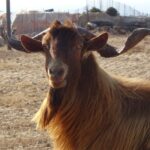 Gawdos / Małgorzata Gębska