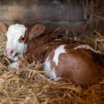 Nowa mieszkanka Skansenu w Tokarni / Muzeum Wsi Kieleckiej