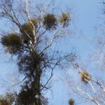 Lasy Państwowe/facebook