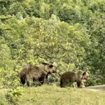 Rumunia / Joanna Dąbek