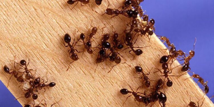 Mrówki, mrówka / wikipedia