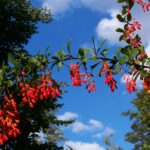 Na zdjęciu: owoce berberysu zwyczajnego / Jerzy Opioła / wikpedia.org