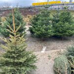 17.12.2021. Starachowice. Sprzedaż żywych choinek / Anna Głąb / Radio Kielce