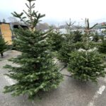 W Lasach Państwowych za choinkę średnio zapłacimy od 40 do 130 zł