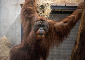 Pierwsze orangutany w historii zamieszkały w łódzkim ZOO / zoo.lodz.pl