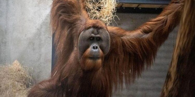 Pierwsze orangutany w historii zamieszkały w łódzkim ZOO / zoo.lodz.pl