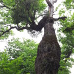 Armenia. Dąb gruziński zainfekowany jemiołą – półpasożytniczą rośliną / prof. Renata Piwowarczyk