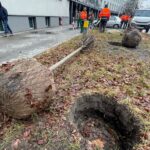 01.12.2021. Kielce. Sadzenie drzew / Wiktor Taszłow / Radio Kielce