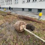 01.12.2021. Kielce. Sadzenie drzew / Wiktor Taszłow / Radio Kielce