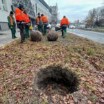 01.12.2021. Kielce. Sadzenie drzew / Wiktor Taszłow / Radio Kielce