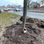 01.12.2021. Kielce. Sadzenie drzew / Wiktor Taszłow / Radio Kielce