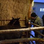 22.12.2021. Sandomierz. Szopka z żywymi zwierzętami / ks. Grzegorz Słodkowski