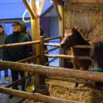 22.12.2021. Sandomierz. Szopka z żywymi zwierzętami / ks. Grzegorz Słodkowski