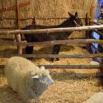 22.12.2021. Sandomierz. Szopka z żywymi zwierzętami / ks. Grzegorz Słodkowski