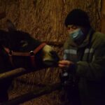 22.12.2021. Sandomierz. Szopka z żywymi zwierzętami / ks. Grzegorz Słodkowski