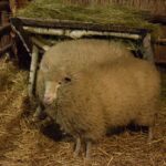 22.12.2021. Sandomierz. Szopka z żywymi zwierzętami / ks. Grzegorz Słodkowski