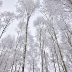 Szadź / Magdalena Galas-Klusek / Radio Kielce