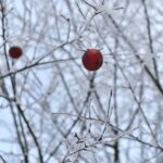 Magdalena Galas-Klusek / Radio Kielce