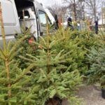 17.12.2021. Końskie. Sprzedaż żywych choinek / Magdalena Galas-Klusek / Radio Kielce