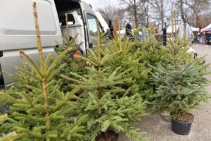 17.12.2021. Końskie. Sprzedaż żywych choinek / Magdalena Galas-Klusek / Radio Kielce