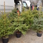 17.12.2021. Końskie. Sprzedaż żywych choinek / Magdalena Galas-Klusek / Radio Kielce